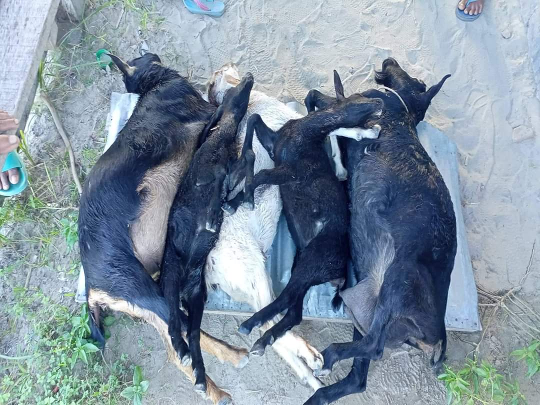গোপালগঞ্জে জমিসংক্রান্ত বিরোধের জেরে প্রতিপক্ষের বিরুদ্ধে ৫ ছাগল হত্যার অভিযোগ