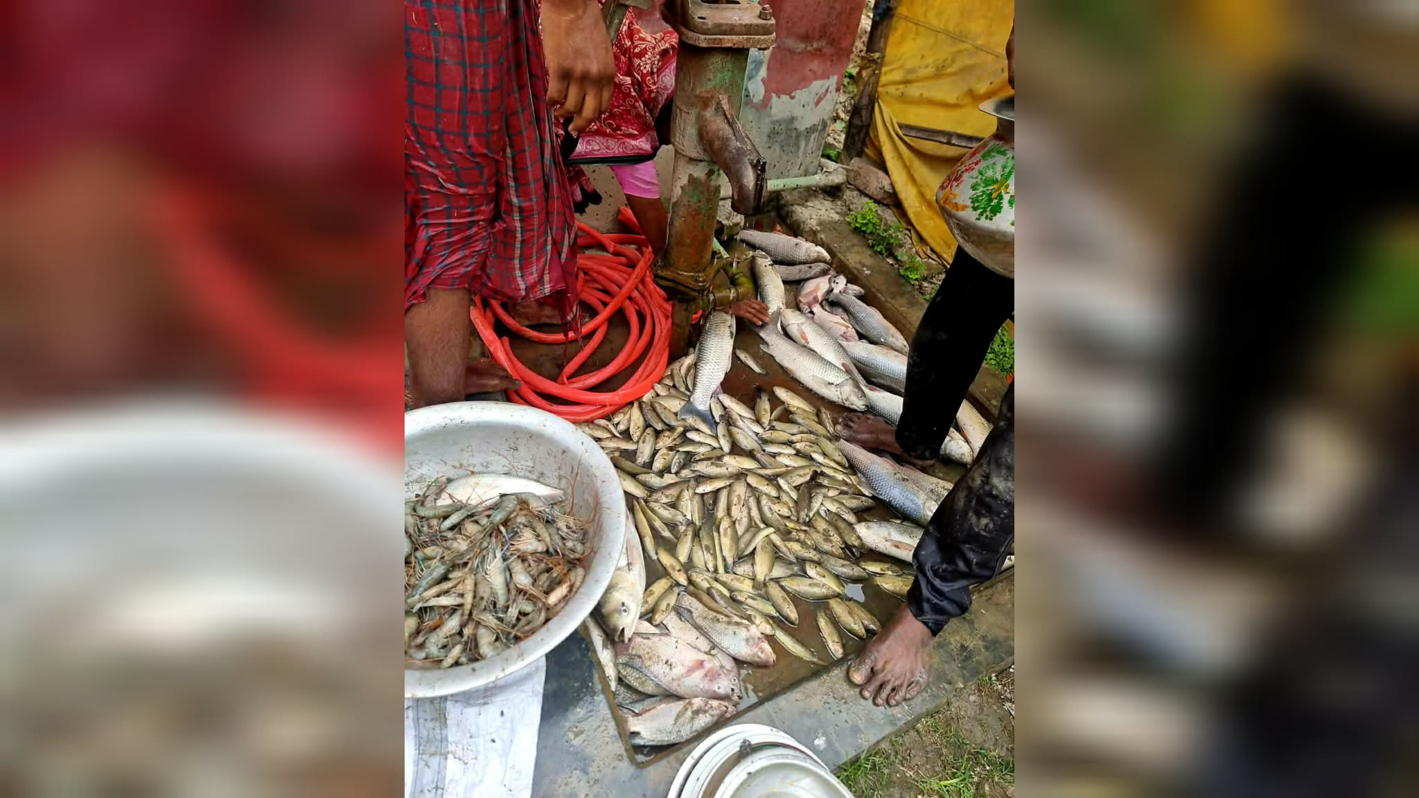 গোপালগঞ্জে বিষ প্রয়োগ করে ঘেরের মাছ চুরি, প্রায় লক্ষাধিক টাকার ক্ষতি