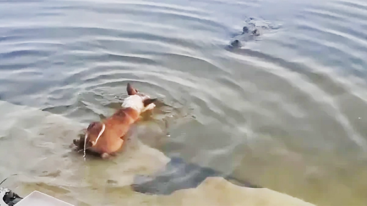 জলাতঙ্কে আক্রান্ত কুকুর কি পানিতে নামতে পারে? বাগেরহাট ঘটনার পর নতুন প্রশ্ন